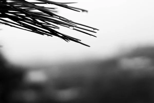 Pine Needles Cobwebs Dew Drops Morning Spain Monochrome Picture — Stock Photo, Image