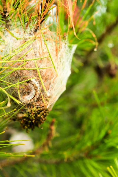 Processsionary Worms Nest Pine Tree Spain — Stockfoto