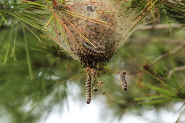 스페인의 소나무 둥지를 환상적 벌레들 — 스톡 사진