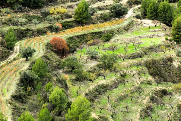 カラフルなブドウ畑とスペイン アリカンテのグアダレスト村の山のアルドモンドプランテーション — ストック写真