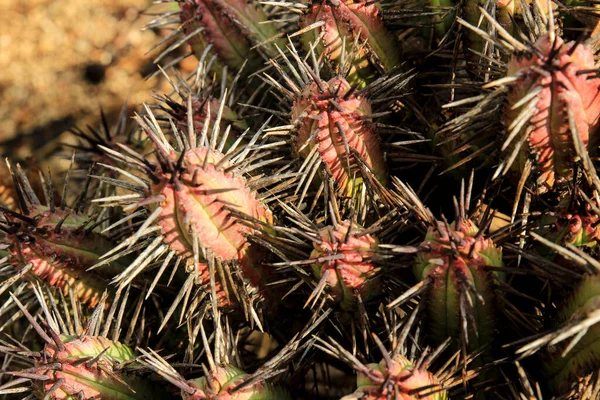 Gyönyörű Euphorbia Enopla Kaktusz Növény Kertben Nap Alatt — Stock Fotó