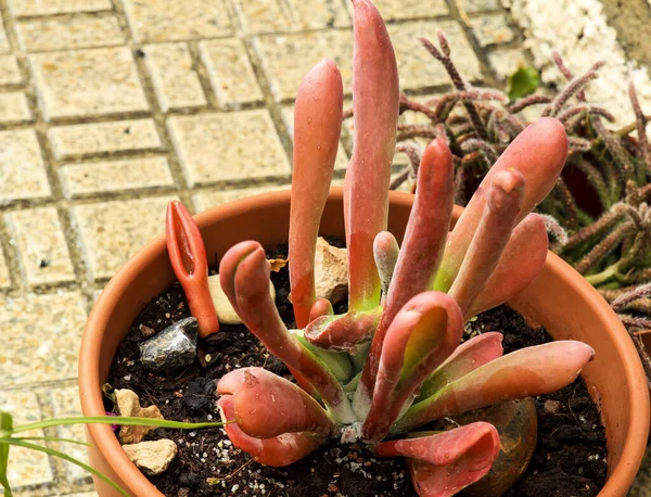 Färgglada Crassula Ovata Gollum Växt Trädgården Spanien — Stockfoto