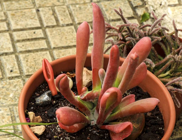 Πολύχρωμο Φυτό Crassula Ovata Gollum Στον Κήπο Στην Ισπανία — Φωτογραφία Αρχείου