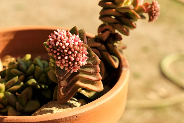 Bunte Crassula Rupestris Pflanze Blüht Garten — Stockfoto