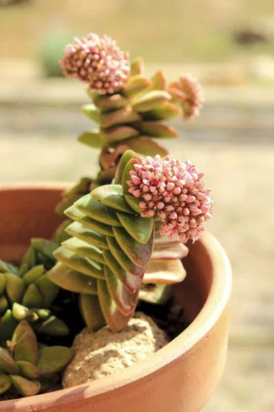 Colorful Crassula Rupestris Plant Bloom Garden — Stock Photo, Image