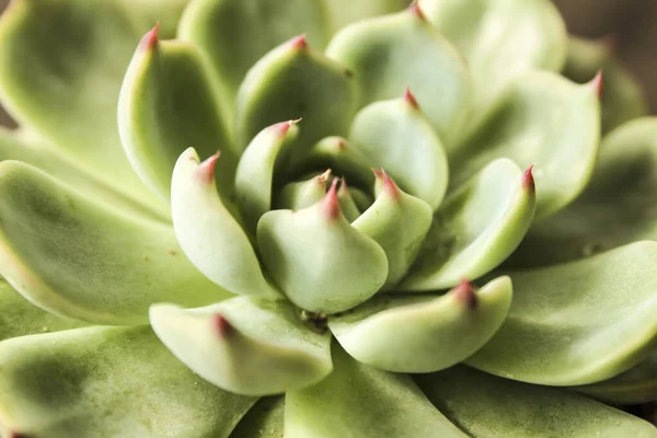 Bella Pianta Echeveria Colorata Giardino — Foto Stock