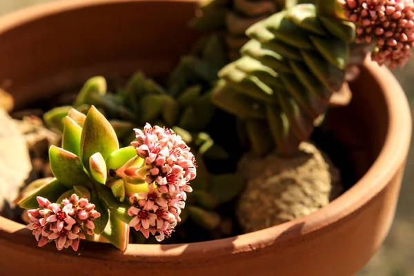 Färgglada Crassula Rupestris Växt Blom Trädgården — Stockfoto