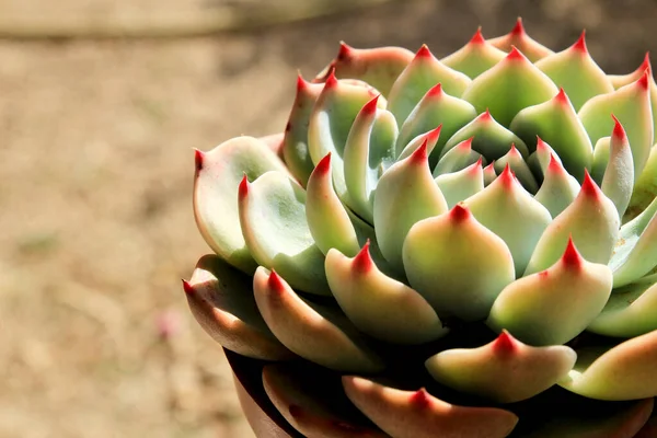 庭の美しいEcheveria Colorata植物 — ストック写真