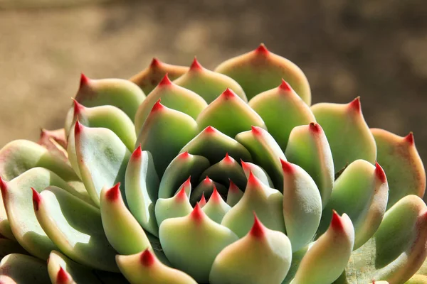 Bella Pianta Echeveria Colorata Giardino — Foto Stock