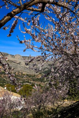 Guadalest, Alicante, İspanya 'da mavi gökyüzünün altında açan badem ağacı çiçekleri