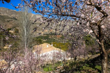Guadalest, Alicante, İspanya 'da mavi gökyüzünün altında açan badem ağacı çiçekleri