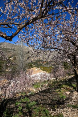 Guadalest, Alicante, İspanya 'da mavi gökyüzünün altında açan badem ağacı çiçekleri