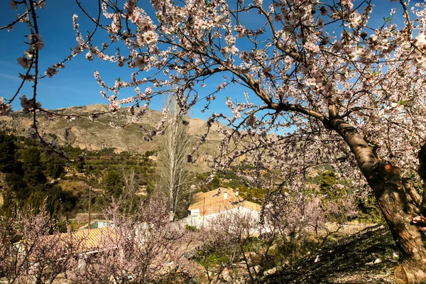 Guadalest, Alicante, İspanya 'da mavi gökyüzünün altında açan badem ağacı çiçekleri