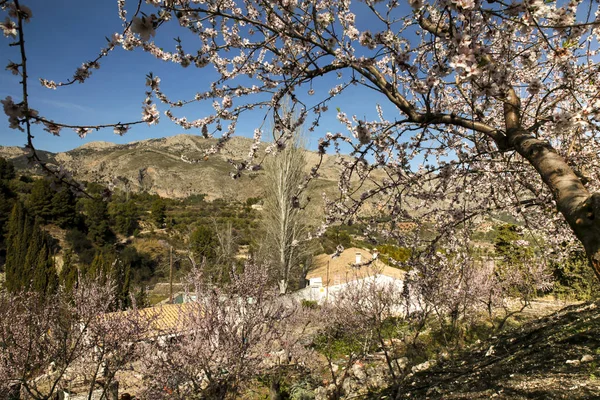 Guadalest, Alicante, İspanya 'da mavi gökyüzünün altında açan badem ağacı çiçekleri