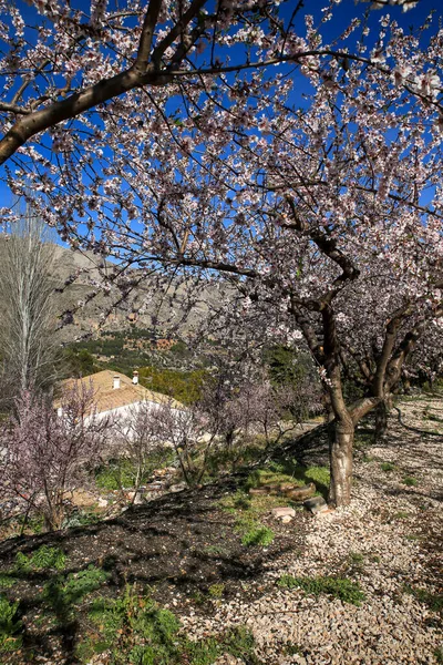 スペインのアリカンテ県グアダレストの青空の下で咲くアーモンドの木の花 — ストック写真