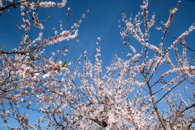Guadalest, Alicante, İspanya 'da mavi gökyüzünün altında açan badem ağacı çiçekleri