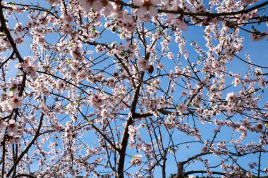 Guadalest, Alicante, İspanya 'da mavi gökyüzünün altında açan badem ağacı çiçekleri
