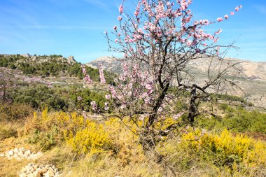 Mavi gökyüzünün altında açan badem ağaçlarıyla Sierra Aitana 'nın güzel manzarası