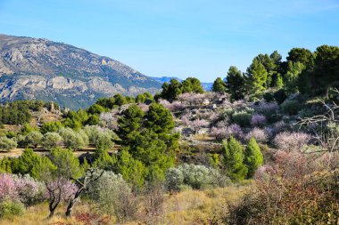 Mavi gökyüzünün altında açan badem ağaçlarıyla Sierra Aitana 'nın güzel manzarası