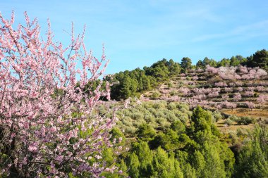 Mavi gökyüzünün altında açan badem ağaçlarıyla Sierra Aitana 'nın güzel manzarası