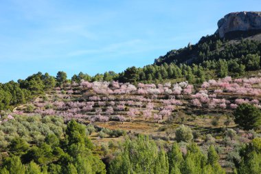 Mavi gökyüzünün altında açan badem ağaçlarıyla Sierra Aitana 'nın güzel manzarası