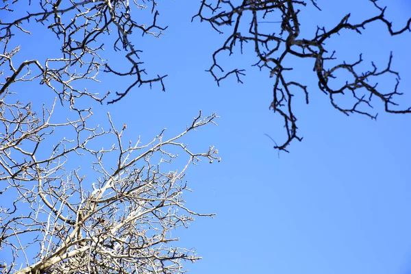 Kışın Mavi Gökyüzünün Altında Kuru Dal Dokusu — Stok fotoğraf
