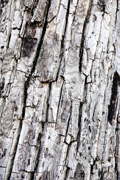 Walnut Bark Texture Background Winter Spain — Stock Photo, Image