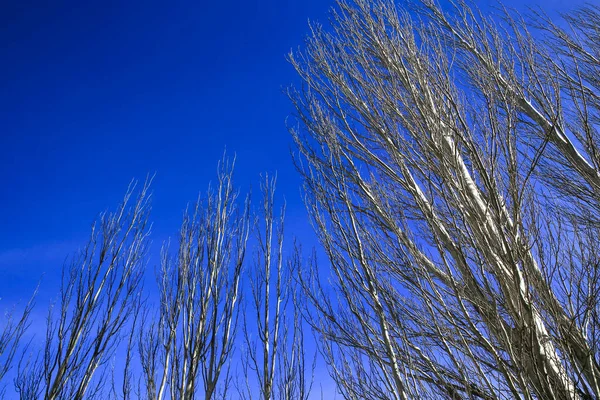 Kışın Mavi Gökyüzünün Altında Karaağaç Dalları — Stok fotoğraf