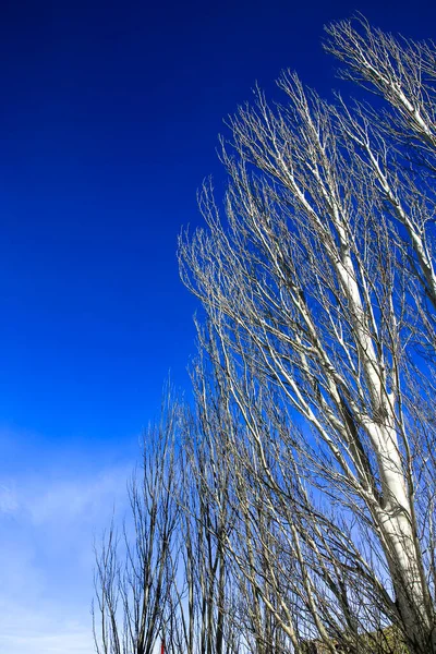 Kışın Mavi Gökyüzünün Altında Karaağaç Dalları — Stok fotoğraf