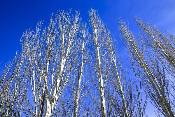 Iep Takken Onder Blauwe Hemel Winter — Stockfoto