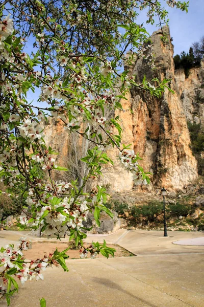 Mandlový Květ Parku Městě Guadalest Alicante Španělsko — Stock fotografie