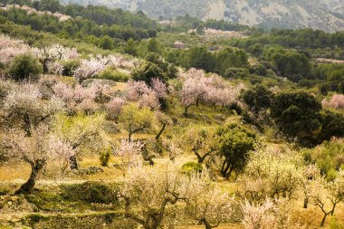 Mavi gökyüzünün altında açan badem ağaçlarıyla Sierra Aitana 'nın güzel manzarası