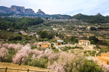 Mavi gökyüzünün altında açan badem ağaçlarıyla Sierra Aitana 'nın güzel manzarası
