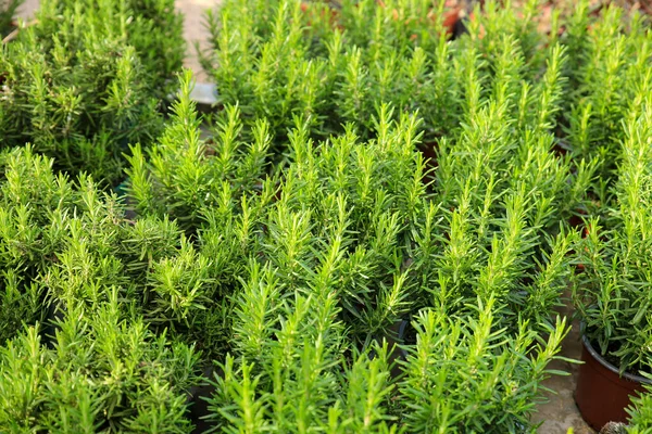 Potted Salvia Rosmarinus Plant Tuin Van Spanje — Stockfoto