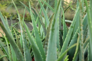 Aloe Vera 'yı bahçeye sakladım.