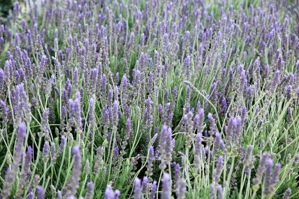 Lavandula Angustifolia Plantas Coloridas Jardim — Fotografia de Stock