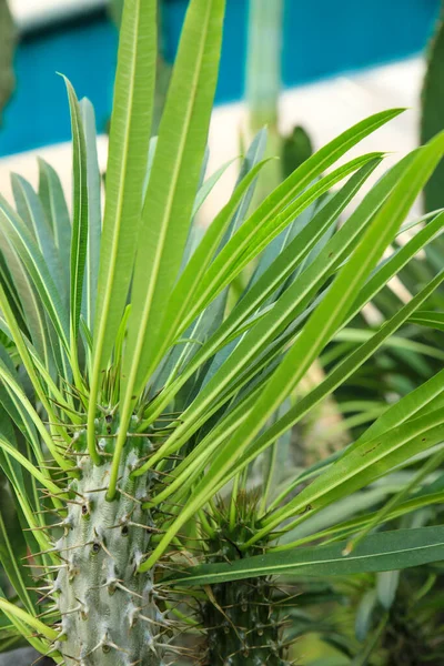 Potted Pachypodium Lamerei Plantas Jardim — Fotografia de Stock