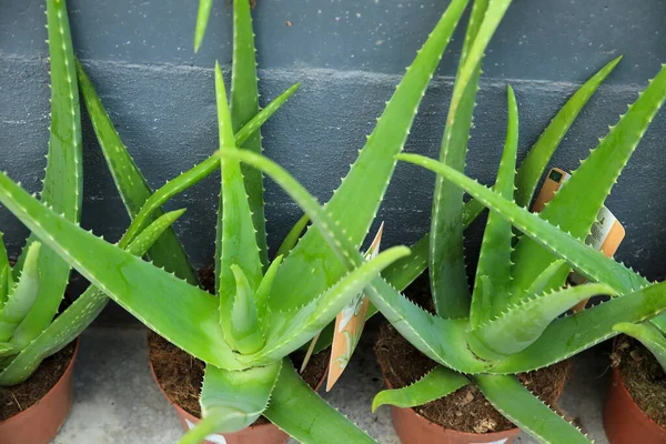 Plantas Aloe Vera Vaso Jardim — Fotografia de Stock