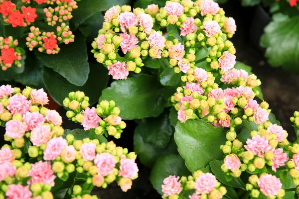 Bahçede Renkli Saksılı Kalanchoe Bitkileri — Stok fotoğraf