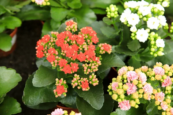 Bahçede Renkli Saksılı Kalanchoe Bitkileri — Stok fotoğraf