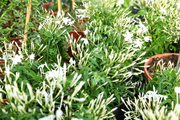 Lindo Vaso Jasminum Grandiflorum Plantas Jardim Sob Sol — Fotografia de Stock