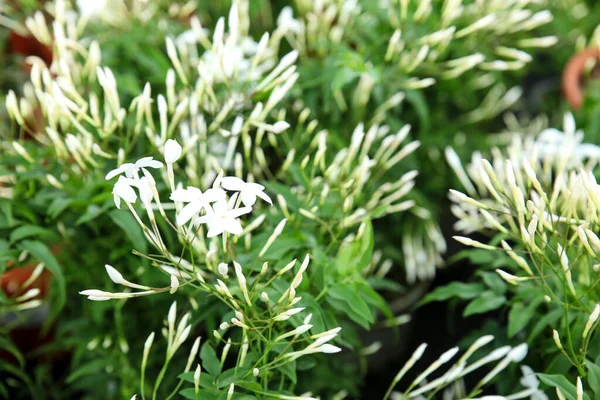 Lindo Vaso Jasminum Grandiflorum Plantas Jardim Sob Sol — Fotografia de Stock