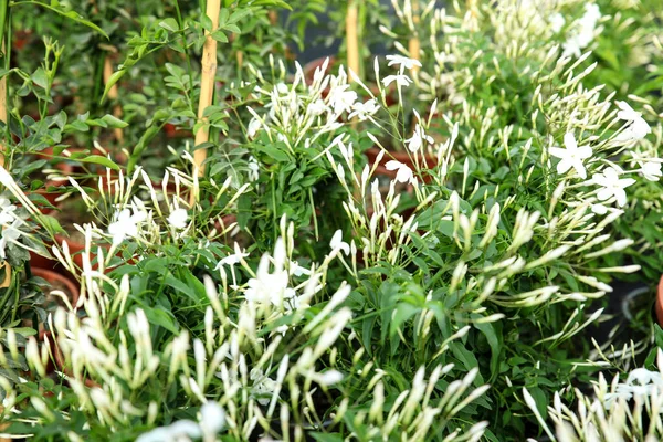 Lindo Vaso Jasminum Grandiflorum Plantas Jardim Sob Sol — Fotografia de Stock