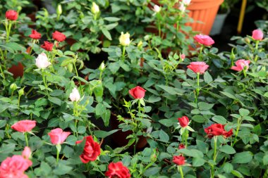 Renkli Meillandina minik gülleri bahçede.