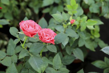 Renkli Meillandina minik gülleri bahçede.