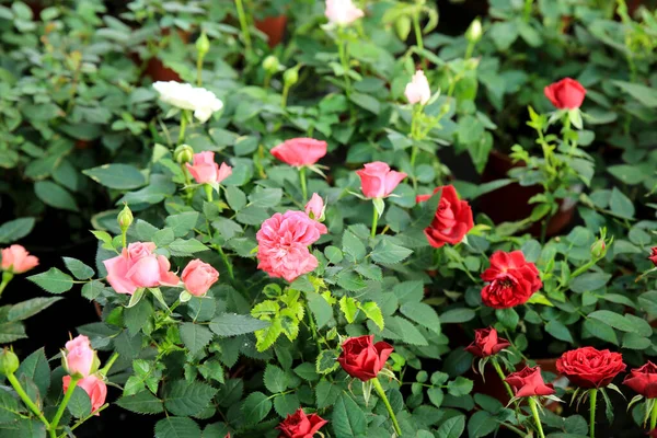 Colorful Meillandina Mini Roses Pitimini Roses Garden — Stock Photo, Image