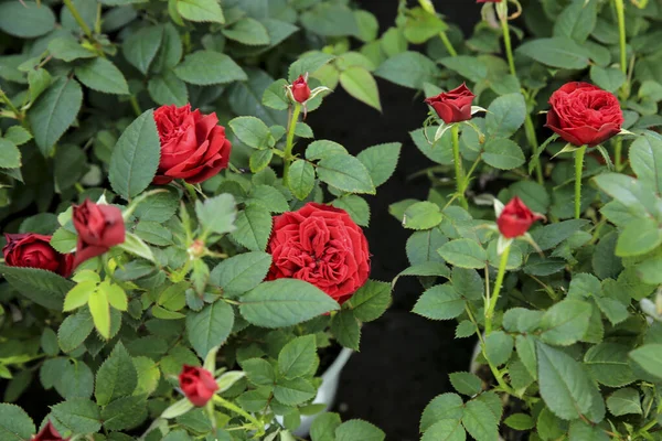 Colorful Meillandina Mini Roses Pitimini Roses Garden — Stock Photo, Image