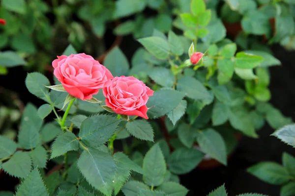 Colorful Meillandina Mini Roses Pitimini Roses Garden — Stock Photo, Image
