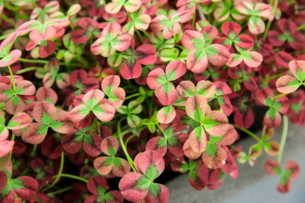 Renkli Saksıda Trifolium Bahçede Onarılır — Stok fotoğraf