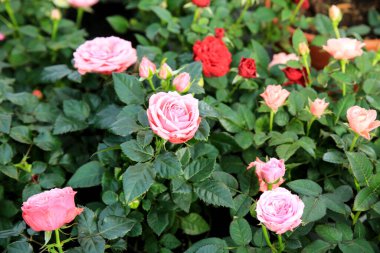 Renkli Meillandina minik gülleri bahçede.